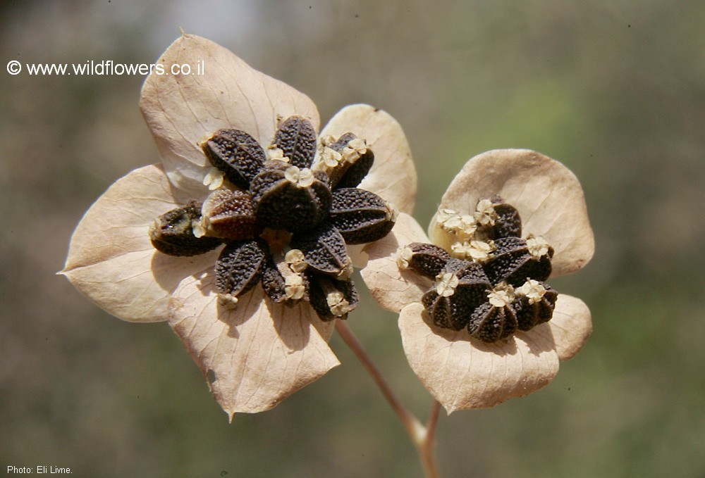Bupleurum lancifolium